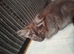 12 week old male Maine coon