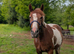 Coloured welsh x sport horse