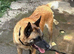 8 year old belgian malinois FIVE GENERATION ENHANCED PEDIGREE