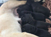 Frenchbulldog cross pups