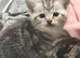 British /birman kittens