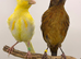 x3 canary&rsquo;s available