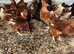 Pol lowman hens