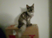 5 months old male