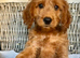 READY NOW. 3 REMAINING STUNNING COCKAPOO PUPPIES