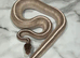 Royal Python Purple Passion 100% Het Ultramel
