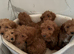 Cockapoo
