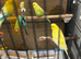 Various birds for sale