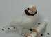 Albino cut throat male finch for sale
