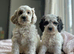 Stunning colour cockapoo puppies available now