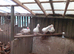 Muscovy...................males for sale.....