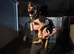 German Shepard cross Belgian malli