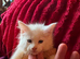 3 maine Coon kittens for sale