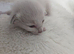 Sweet siamese little boy