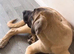 Kangal pup’s