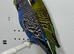 Black face Budgies for sale
