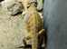 Female bearded dragon