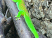 Giant day gecko high red Male