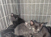 Kittens for sale