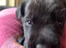 Kc registered black Labradors