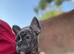 Frenchbulldog X boston terrier boy