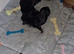 3 beautiful miniature dachshunds+ French bulldog