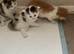Norwegian forest mix