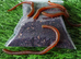White Springtails - Folsomia Candida + Dry Food + Organic Worm Castings 20g