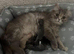 Beautiful pedigree Persian kittens