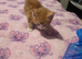 Male and female kittens for sale