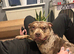 Staffy cross pocket bully