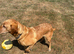 Kc fox red labrador retriever