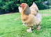 Brahma large fowl point of lay pullets