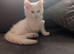 Maine coon cross