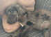 Female Cockapoo Puppy
