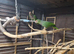 Amazon vinacea breeding pair 8 year old