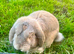 French lop male
