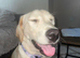 Beautiful Yellow Labrador for Sale – Malibu (19 Months Old)
