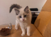Gorgeous Ragdoll Kittens Looking for Their Forever Homes!