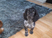 Beautiful blue roan cocker spaniel