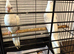 Albino - Baby Cockatiels