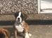 BOBTAIL GIRL PICKOFLITTER
