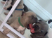 French Bulldog Puppies