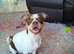Frenchie cross jack