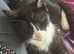 Tuxedo boy cat needs rehoming due to unforeseen circumstances