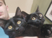 2x Black Kittens