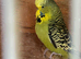 Budgies for sale