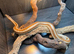 Mexican Rosy Boa 100% het Albino at Birmingham Reptiles