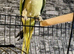 Aleksandrine talking parrot with cage