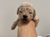 Adorable Rare Tiny Maltipoo